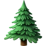 evergreen tree