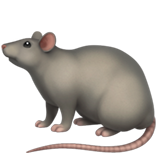 rat