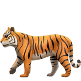 tiger