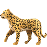 leopard