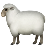 ewe