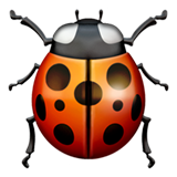 lady beetle