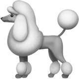 poodle