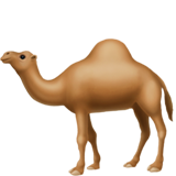 camel