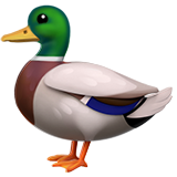 duck