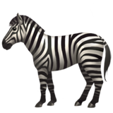 zebra