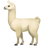 llama