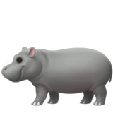 hippopotamus