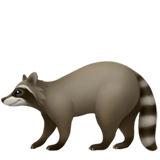 raccoon