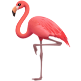 flamingo