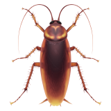 cockroach