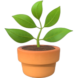 potted plant