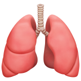 lungs