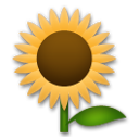 How emoji sunflower displayed on LG